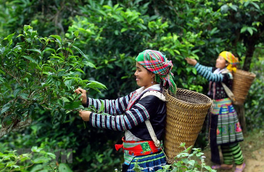 Trà Shan tuyết là gì?