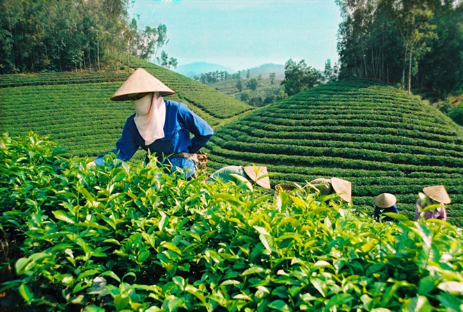 Giới thiệu về trà Thái Nguyên, tìm hiểu lịch sử phát triển trà Thái Nguyên