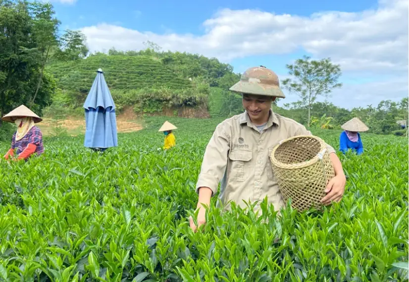 Mua chè Thái Nguyên ngon ở đâu? Đi tìm hương vị chè Thái Nguyên truyền thống và uy tín