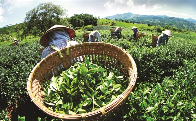 Trà Bắc Thái Nguyên Tác Dụng và Giá Bán